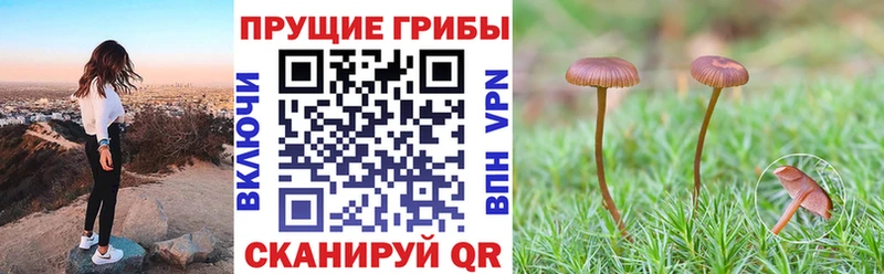 Купить  Дегтярск  Псилоцибиновые грибы Psilocybe 